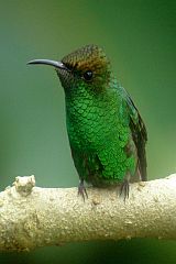 Coppery-headed Emerald